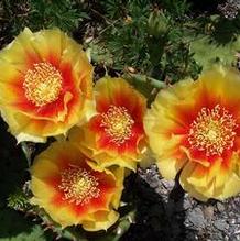 Opuntia humifusa ''yellow, red-centered''