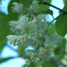 Pterostyrax corymbosus