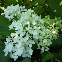 Hydrangea paniculata 'Nana'