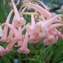 Cyrtanthus mackenii 'Hobgoblin' Cyrtanthus mackenii 'Hobgoblin'