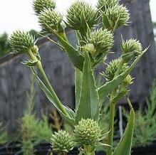 Eryngium yuccifolium 'Kershaw Blue' Eryngium yuccifolium 'Kershaw Blue'