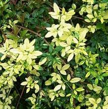 Jasminum nudiflorum 'Aureum'