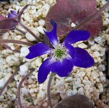 Hepatica nobilis ''violet / purple shades''