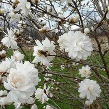 Magnolia x loebneri 'Wild Cat'