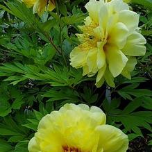 Paeonia x 'Bartzella' Paeonia x 'Bartzella'