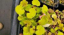 Saxifraga stolonifera 'Harvest Moon'