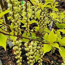 Stachyurus chinensis 'Joy Forever'