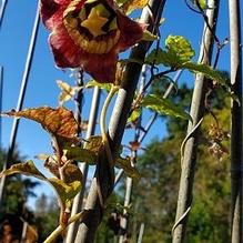 Codonopsis lanceolata