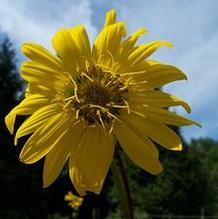 Silphium terebinthinnaceum Silphium terebinthinnaceum