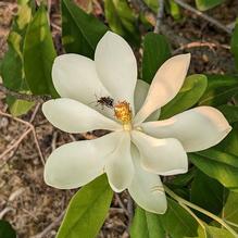 Magnolia virginiana 'Lone Star'