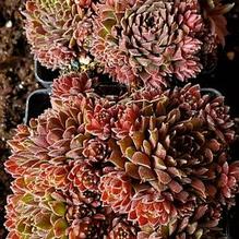 Sempervivum 'Pacific Trails' Sempervivum 'Pacific Trails'