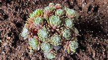 Sempervivum arachnoideum 'Spumanti' Sempervivum arachnoideum 'Spumanti'