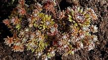 Sempervivum 'Urmina' Sempervivum 'Urmina'