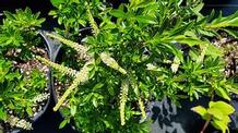 Cyrilla racemiflora 'Tom Patrick' Cyrilla racemiflora 'Tom Patrick'
