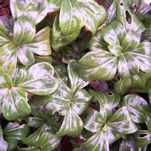 Pachysandra terminalis 'Green Sheen'