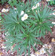 Helleborus multifidus (x?) 'Scissorhands' Helleborus multifidus (x?) 'Scissorhands'