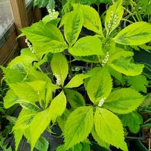 Chloranthus serratus ''yellow fukurin variegated'' Chloranthus serratus ''yellow fukurin variegated''