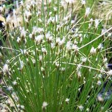 Eriophorum vaginatum subsp. spissum f. nana