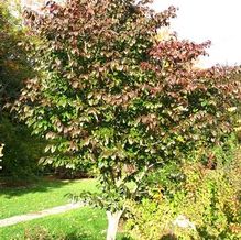 Euonymus carnosus Euonymus carnosus