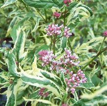 Eupatorium fortunei 'Pink Frost'