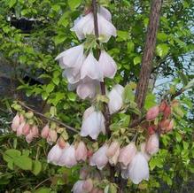 Halesia tetraptera 'Rosea' Halesia tetraptera 'Rosea'