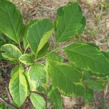 Halesia tetraptera 'Tyler's Variegated'