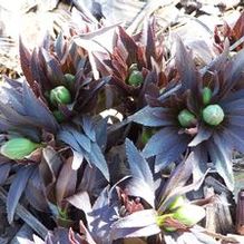 Helleborus multifidus Helleborus multifidus