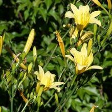 Hemerocallis 'Autumn King'