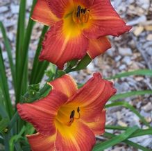 Hemerocallis 'RR Red' Hemerocallis 'RR Red'