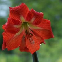 Hippeastrum 'Voodoo'