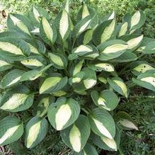 Hosta 'Gypsy Rose'