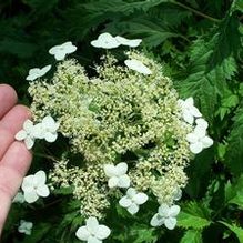 Hydrangea arborescens 'Riven Lace'