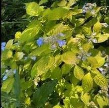 Hydrangea serrata 'Rivendell'