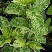 Hydrangea paniculata 'Summer Snow'