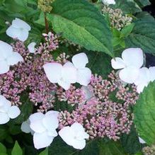 Hydrangea serrata 'Omacha Variegata'