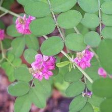 Indigofera pseudotinctoria 'Rose Carpet' Indigofera pseudotinctoria 'Rose Carpet'
