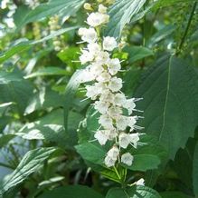 Keiskea japonica Keiskea japonica