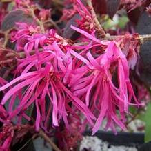 Loropetalum chinense var. rubrum 'Zhuzhou Fuschia' Loropetalum chinense var. rubrum 'Zhuzhou Fuschia'