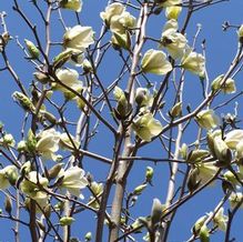 Magnolia x 'Ivory Chalice' Magnolia x 'Ivory Chalice'