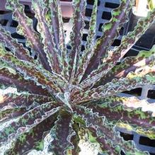 Manfreda undulata 'Chocolate Chips' Manfreda undulata 'Chocolate Chips'