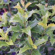 Osmanthus heterophyllus 'Ogon' Osmanthus heterophyllus 'Ogon'