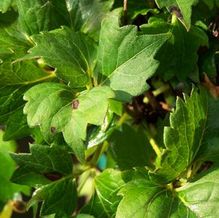 Parthenocissus tricuspidata 'Lowii' Parthenocissus tricuspidata 'Lowii'