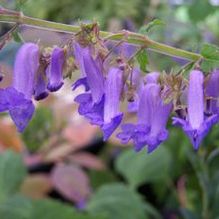 Plectranthus kameba Plectranthus kameba