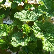 Rubus pentalobus (syn. calycinoides)