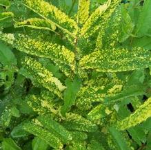 Sanguisorba officinalis 'Lemon Splash' Sanguisorba officinalis 'Lemon Splash'