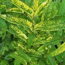 Sanguisorba officinalis 'Lemon Splash'