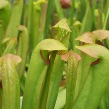 Sarracenia minor