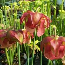 Sarracenia x 'Judith Hindle'