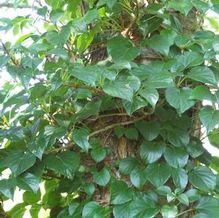 Schizophragma hydrangeoides 'Brookside Littleleaf' Schizophragma hydrangeoides 'Brookside Littleleaf'