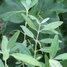 Shepherdia argentea Shepherdia argentea